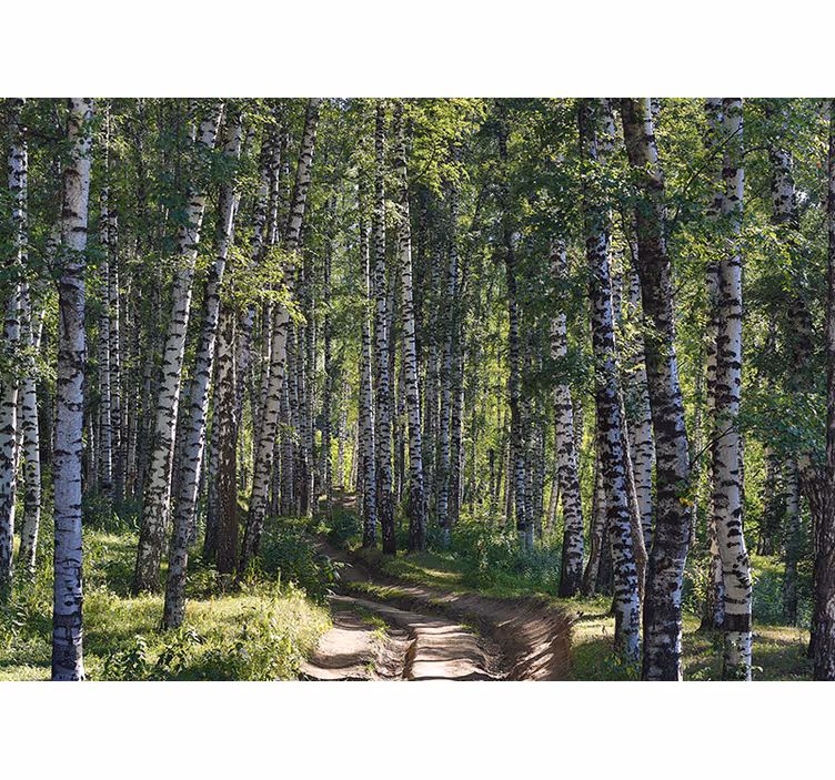 Fototapet natura pădure de mesteacăn serenă - TenStickers