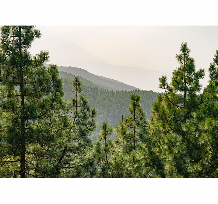 Fototapet natura peisaj cu verdeață luxuriantă - TenStickers
