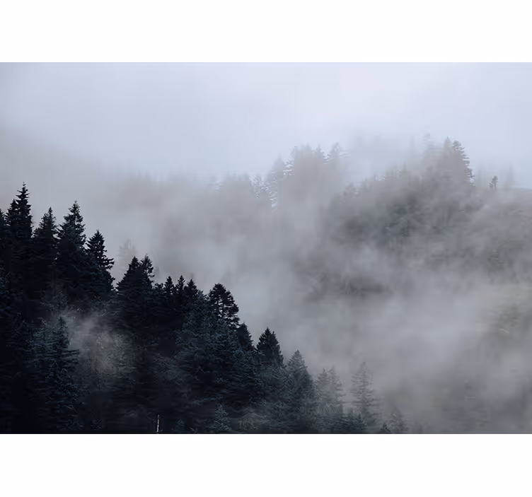 Păduri fototapet peisaj cețos umed - TenStickers