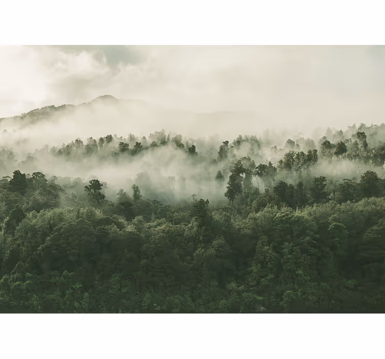 Fototapet natura peisaj de pădure cețos - TenStickers