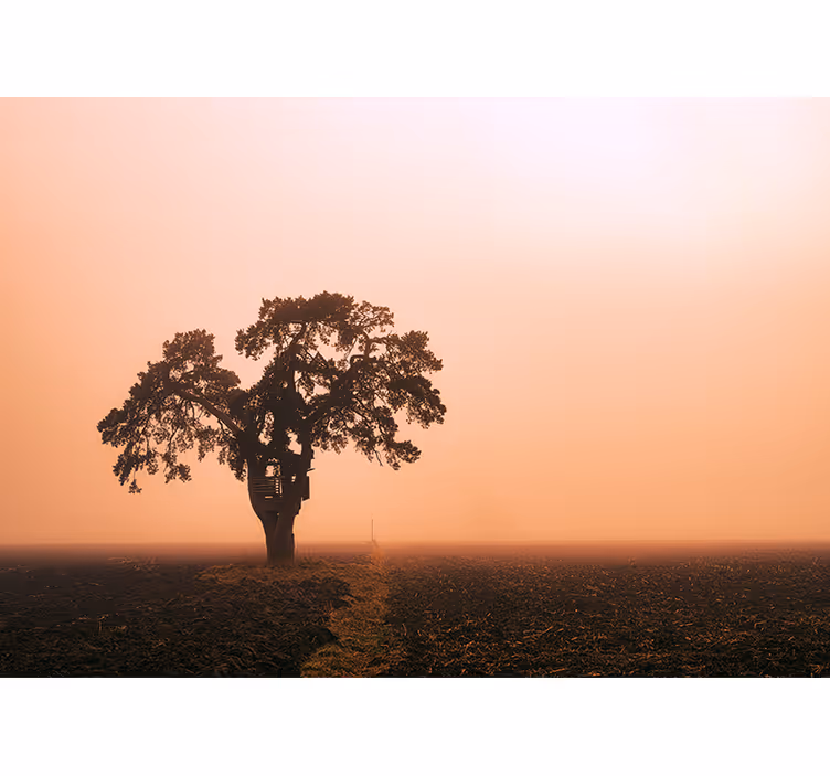 Fototapet african maiestuos copac de savană - TenStickers