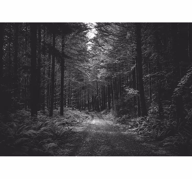 Păduri fototapet cale liniștită prin pădure - TenStickers