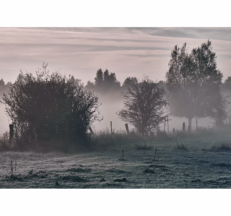 Fototapet natura peisaj pădure în ceață - TenStickers