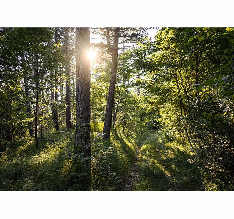 Fototapet natura calea luminată a pădurii - TenStickers