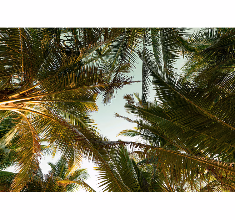 Fototapet natura canopy de palme tropicale - TenStickers