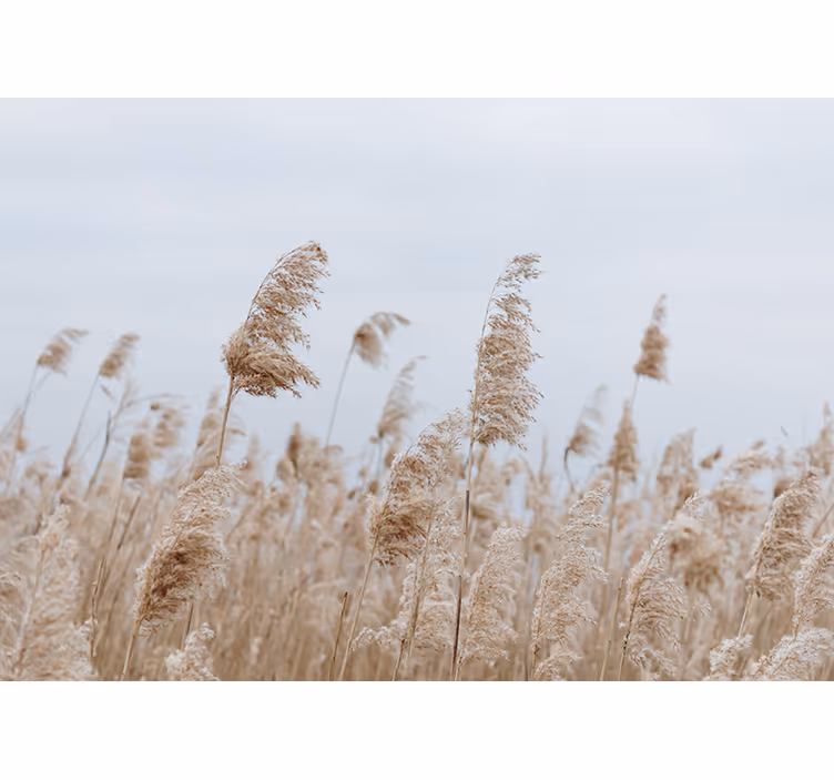 Fototapet pajiști iarba pampas seninătatea - TenStickers