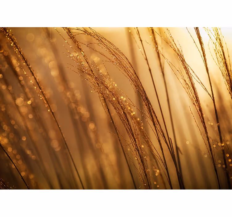 Fototapet natura iarbă aurie blândă - TenStickers
