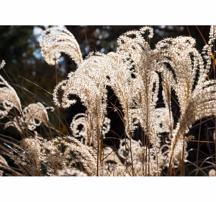 Fototapet cu flori iarbă de pampas elegantă - TenStickers