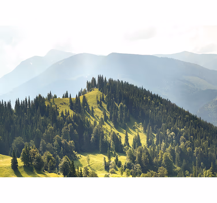 Fototapet peisaje scenă de pădure montană - TenStickers