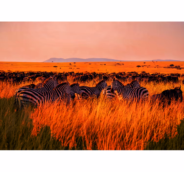 Fototapet natura zebre în serengeti - TenStickers