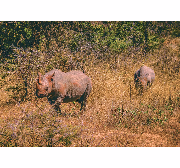 Fototapet animale rinoceri în pajiște - TenStickers