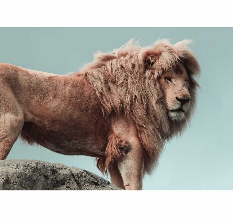 Fototapet leii poziția leului majestic - TenStickers
