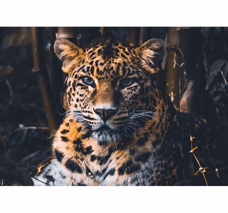 Fototapet animale portret de leopard majestuos - TenStickers