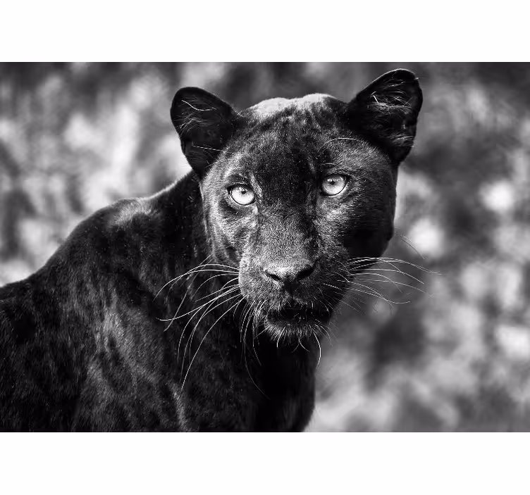 Fototapet animale fața panterei negre - TenStickers