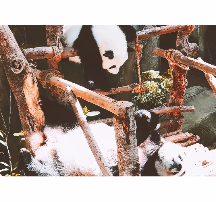 Fototapet animale scena de joacă cu panda - TenStickers