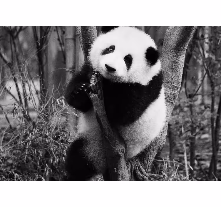 Fototapet animale panda pe copac - TenStickers