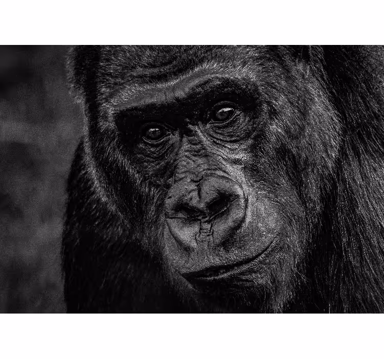 Fototapet animale primat în prim-plan - TenStickers