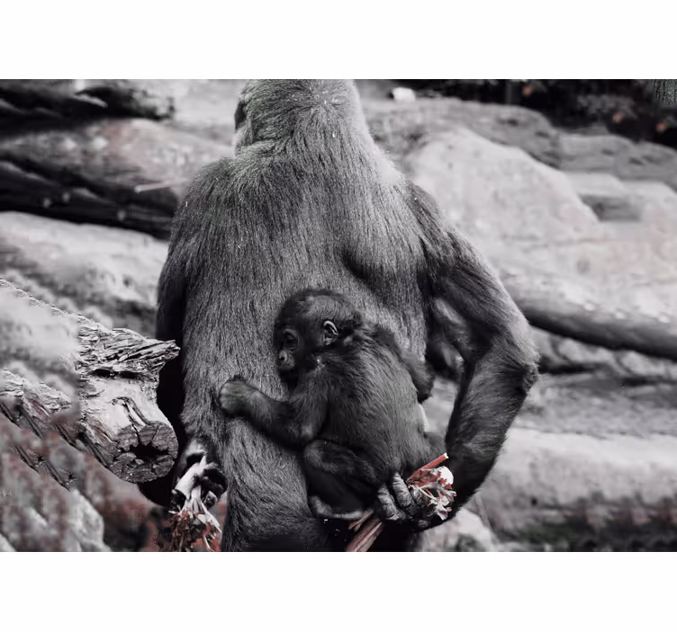 Fototapet animale mama și puiul de gorilă - TenStickers