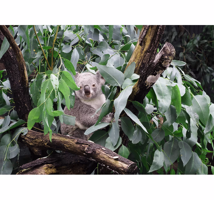 Fototapet animale koala în frunze - TenStickers