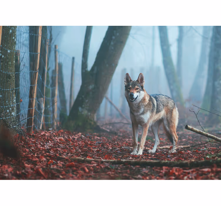 Fototapet animale lup în pădurea cețoasă - TenStickers