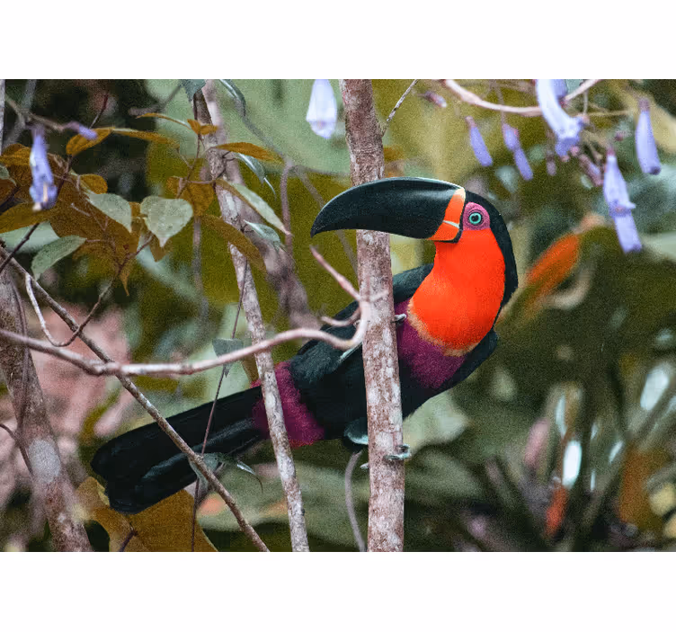 Fototapet animale expunere colorată de tucani - TenStickers