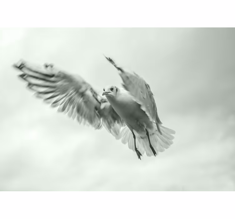 Fototapet animale pasăre albă zburătoare - TenStickers