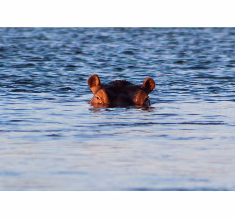 Fototapet animale hipopotam înotând liniștit - TenStickers