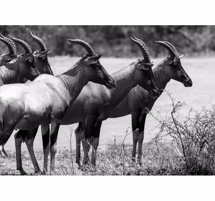 Fototapet animale turmă de antilope africane - TenStickers