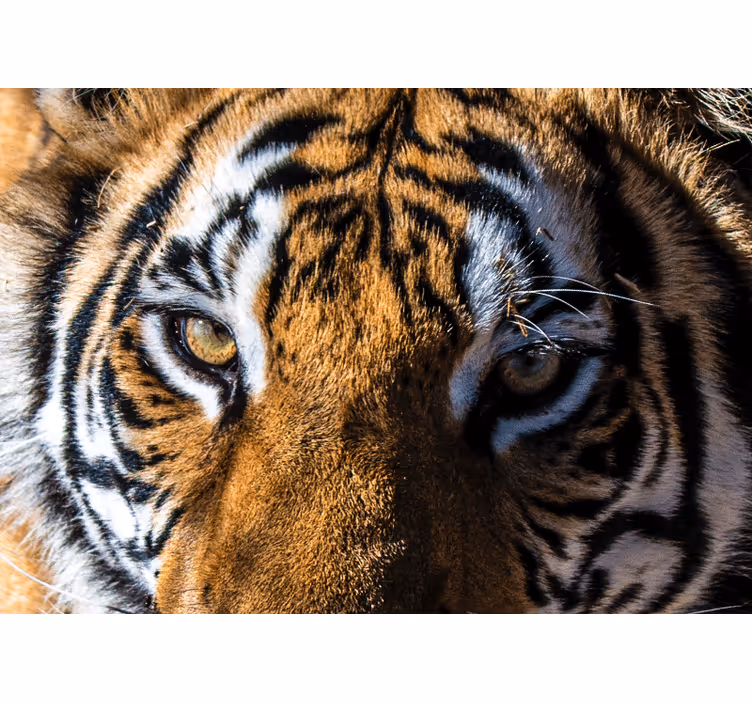Fototapet animale prim-plan cu tigru magnific - TenStickers