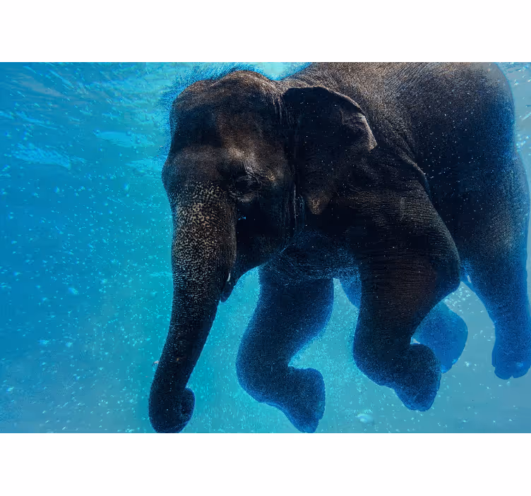 Fototapet mare elefant subacvatic - TenStickers
