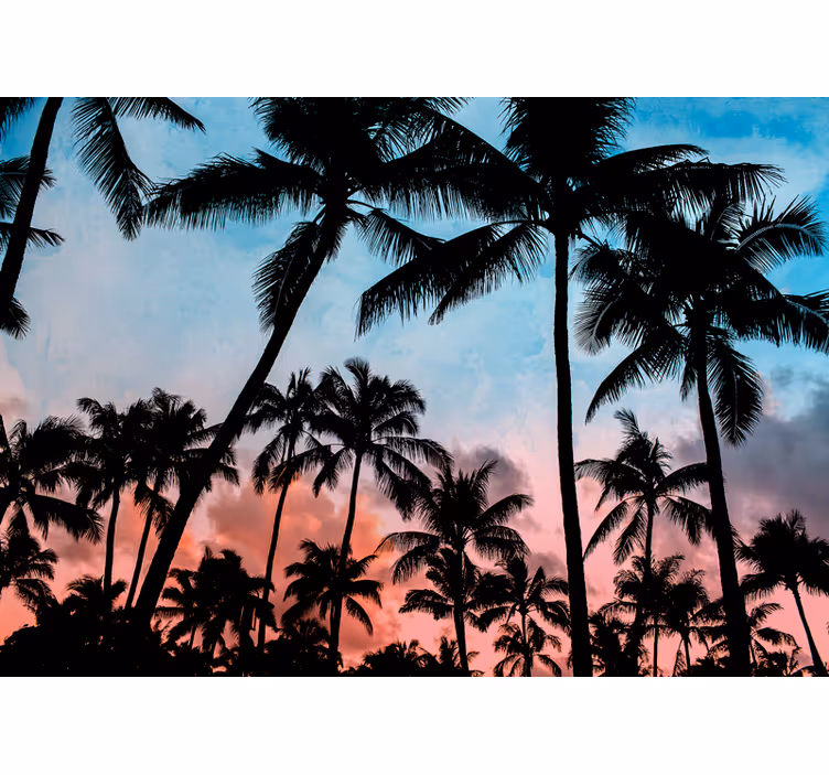 Fototapet natura umbre de palmier tropicale - TenStickers