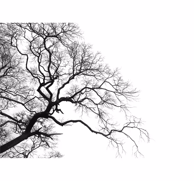 Arbori fototapet silueta ramuri fără frunze - TenStickers