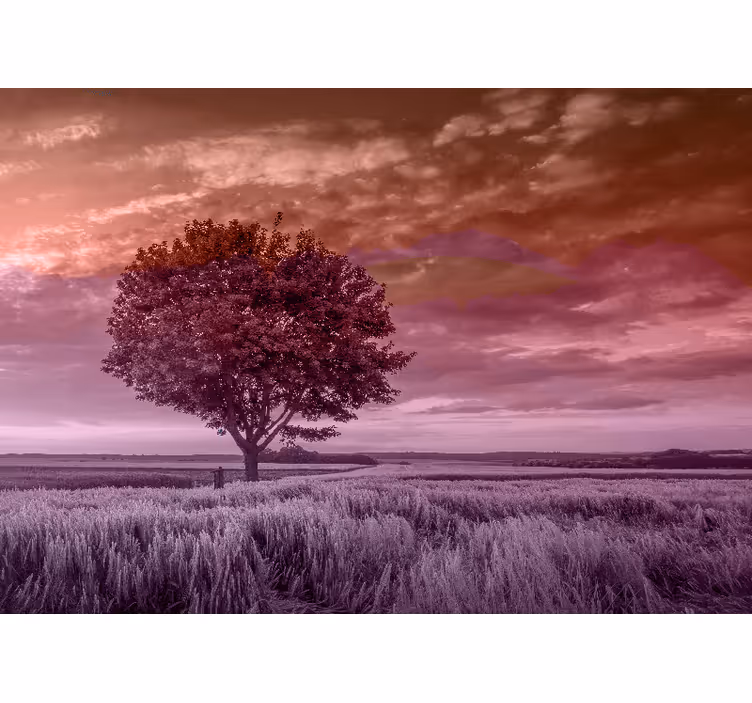 Păduri fototapet silueta arborelui solitar - TenStickers