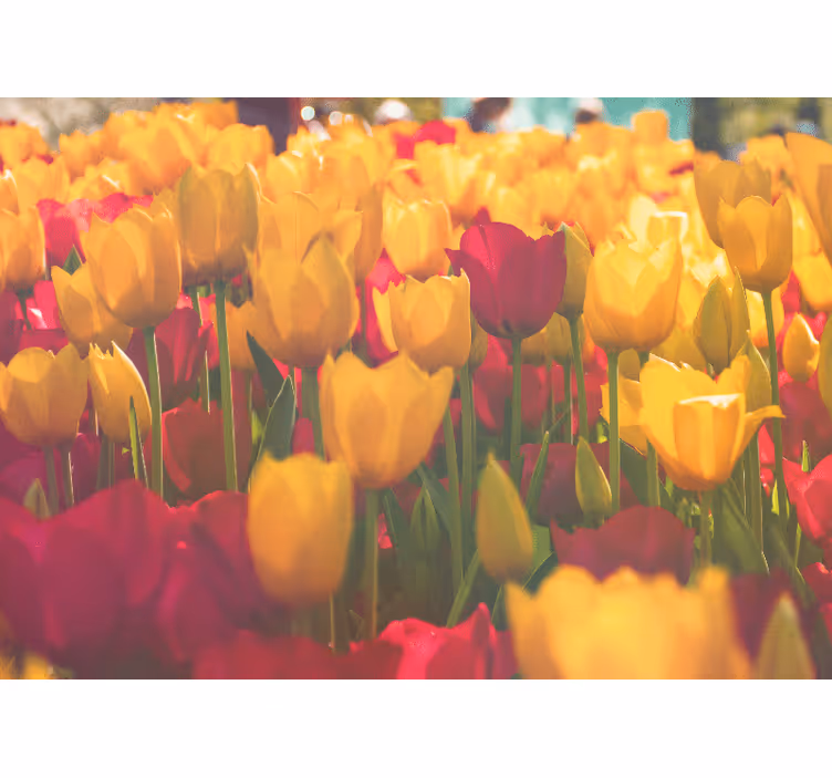 Fototapet cu flori câmpuri cu flori de lalele - TenStickers
