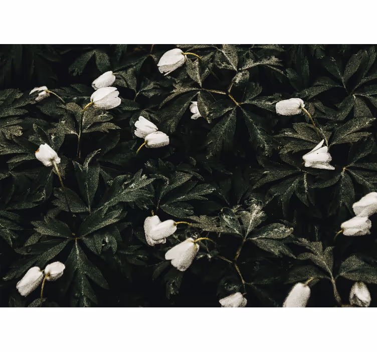 Fototapet cu flori flori albe delicate - TenStickers