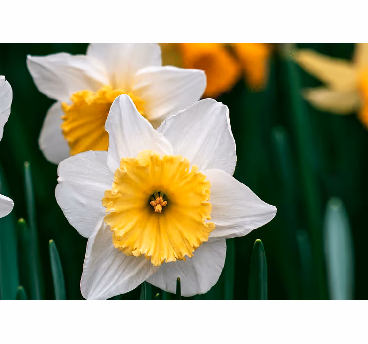 Fototapet maci eleganța înfloririi narciselor - TenStickers