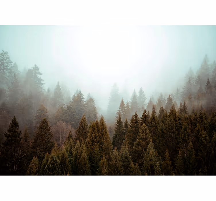 Păduri fototapet pădure veșnic verde cețoasă - TenStickers