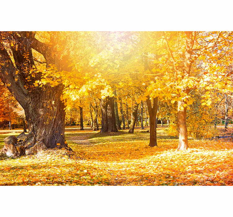 Fototapet natura peisaj cu copaci de toamnă - TenStickers
