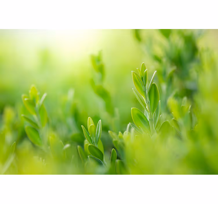 Fototapet natura verdeață luxuriantă în detaliu - TenStickers