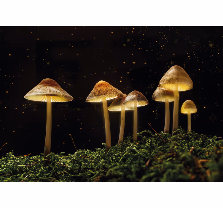 Fototapet natura scenă cu ciuperci luminoase - TenStickers