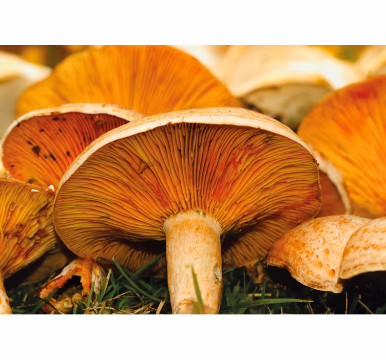 Fototapet cu flori peisaj cu pădure de ciuperci - TenStickers