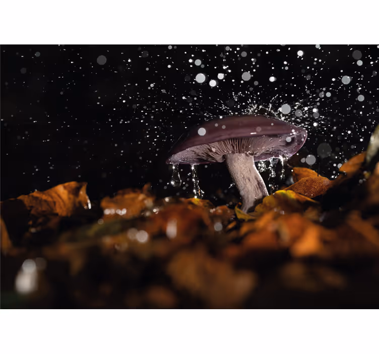Fototapet natura stropi de apă cu ciuperci - TenStickers