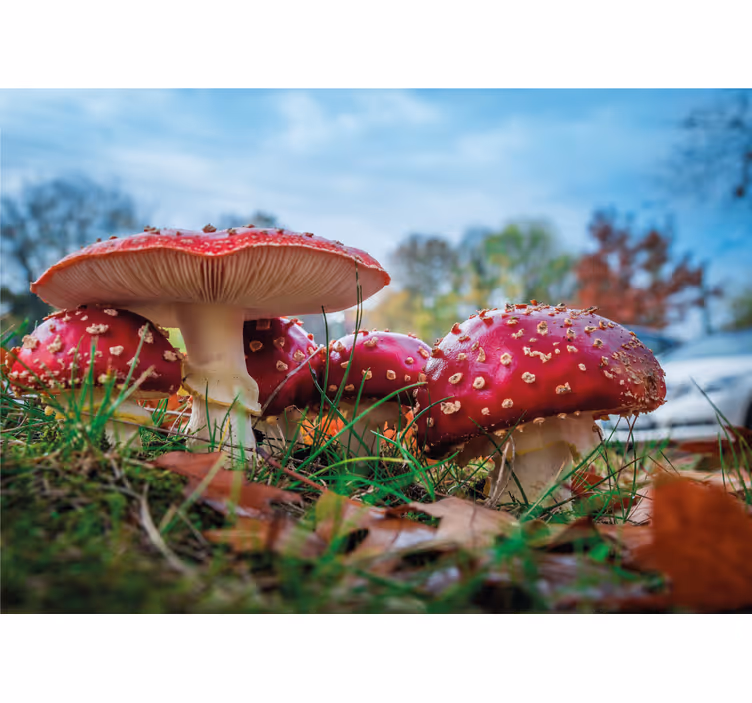 Fototapet natura grup de ciuperci roșii - TenStickers