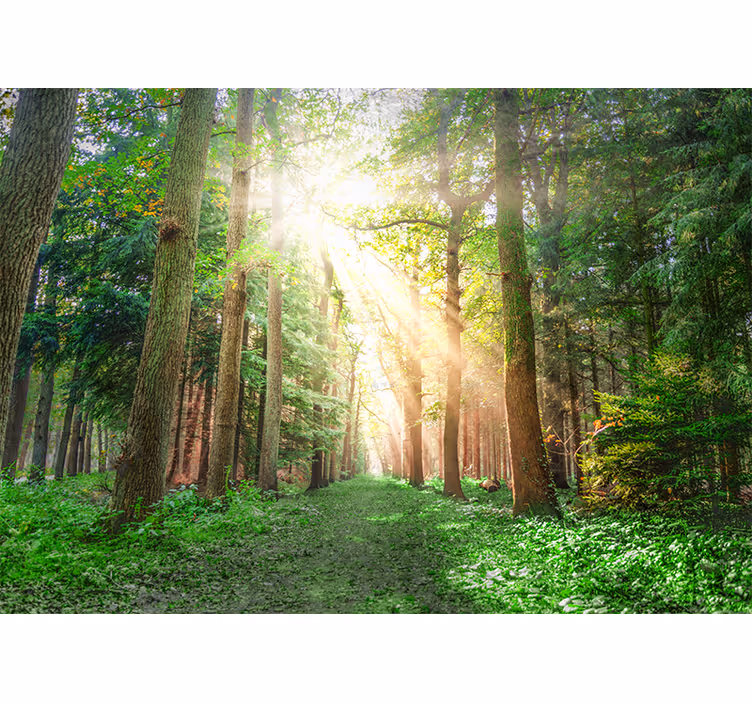 Păduri fototapet poteca liniștită din pădure - TenStickers