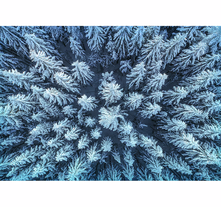 Fototapet natura pădure de pini înghețați - TenStickers