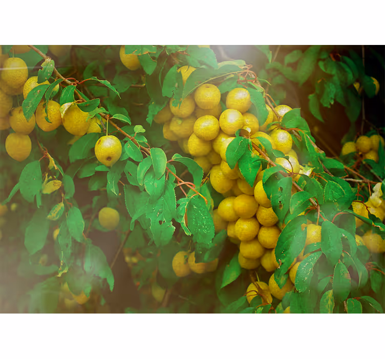 Fototapet cu flori verde luxuriant și fructe - TenStickers