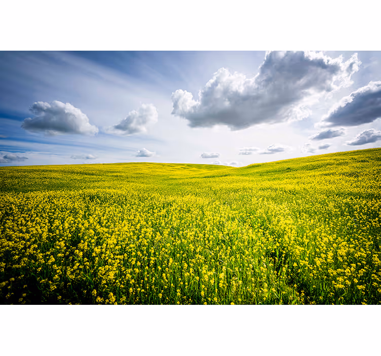 Fototapet natura câmp verde vast - TenStickers