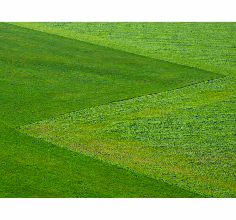 Fototapet natura câmpuri de verde pur - TenStickers