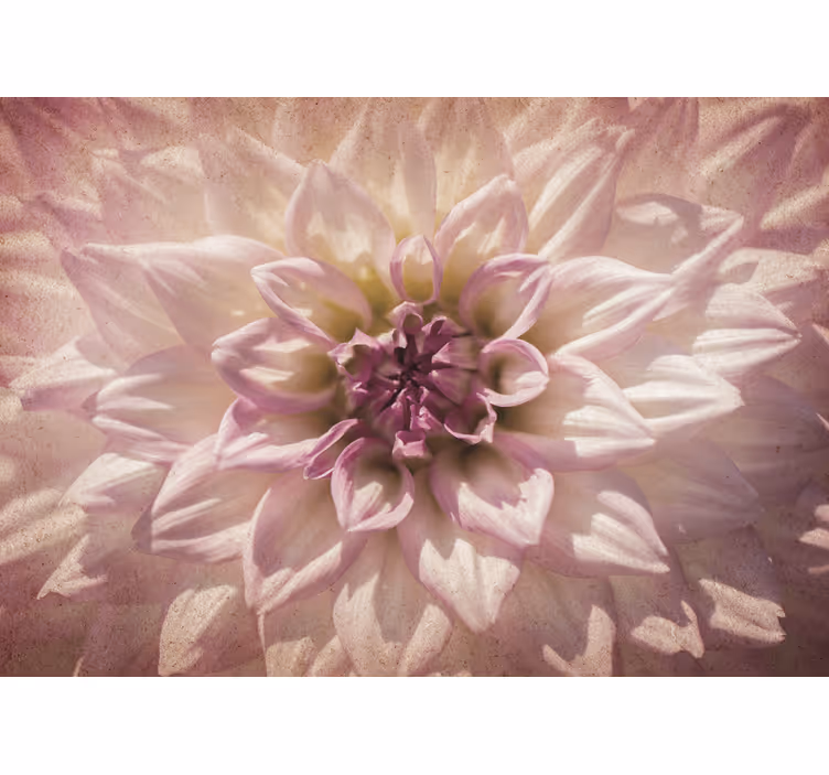 Picturi murale de flori floare roz delicată - TenStickers