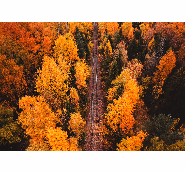 Fototapet peisaje poteca de toamnă în pădure - TenStickers